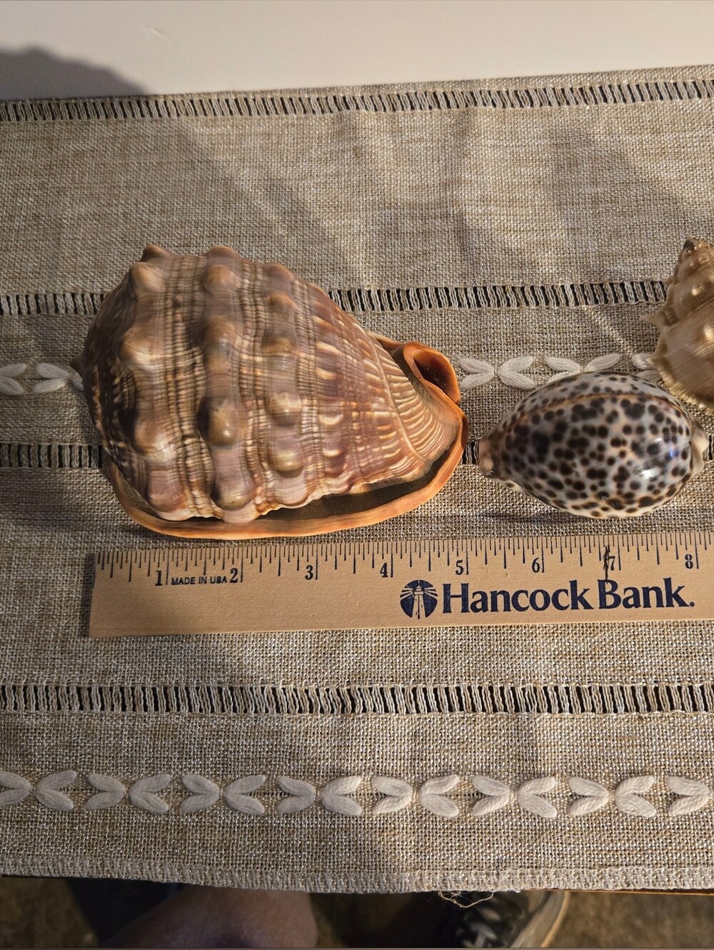 4 Beautiful Sea Shells - Picture 3 of 7